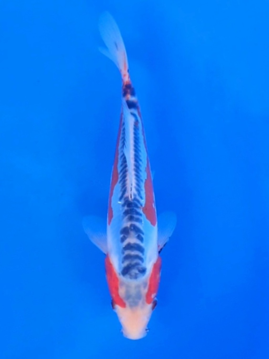 Juara 4