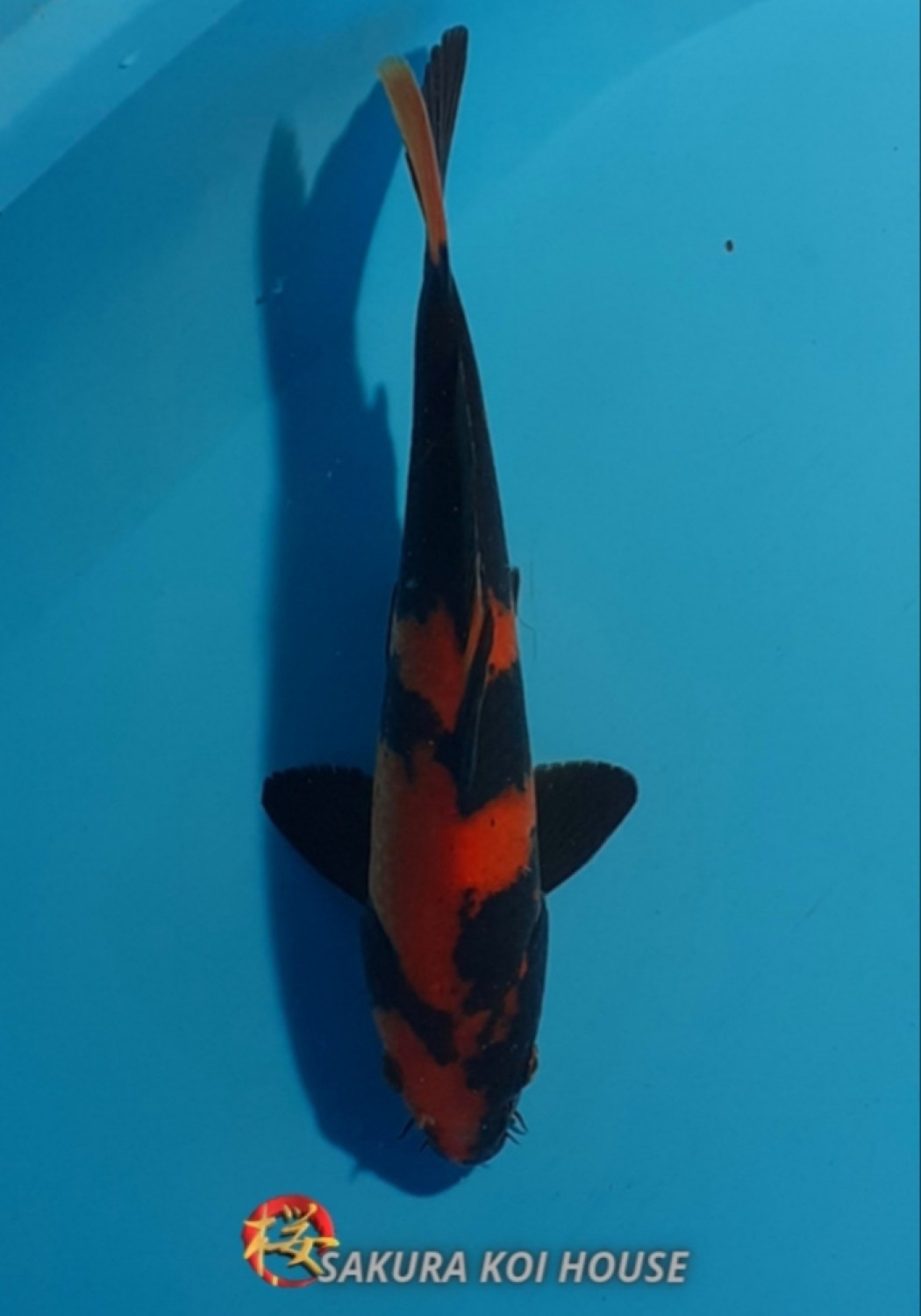 Juara 4