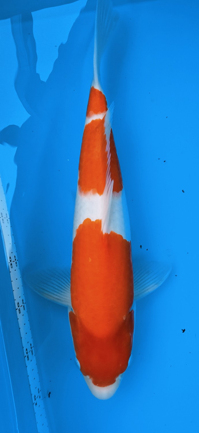 Juara 4