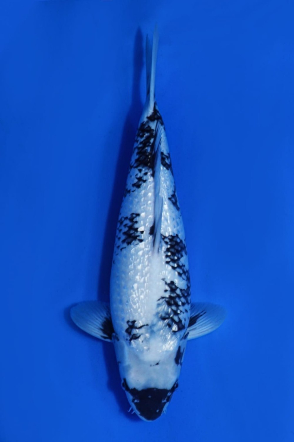 Juara 2
