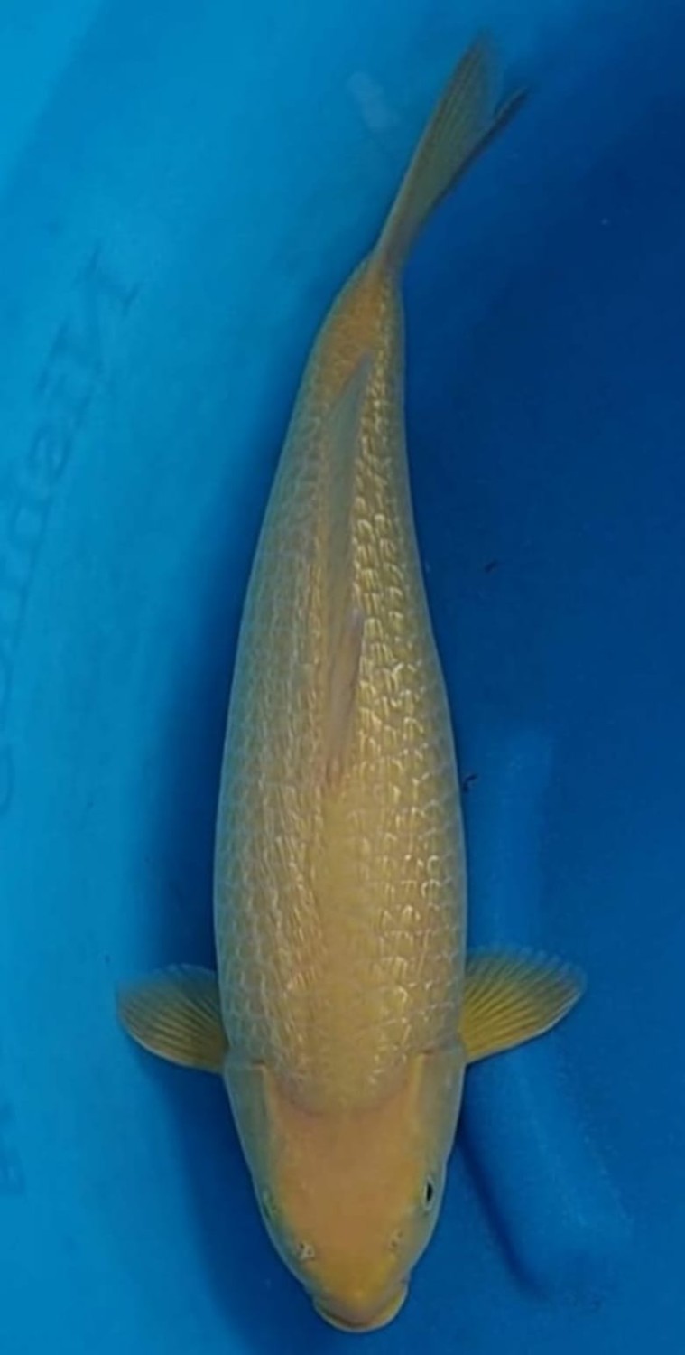 Juara 2