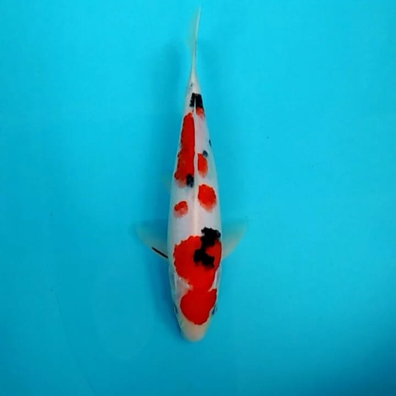 Juara 3