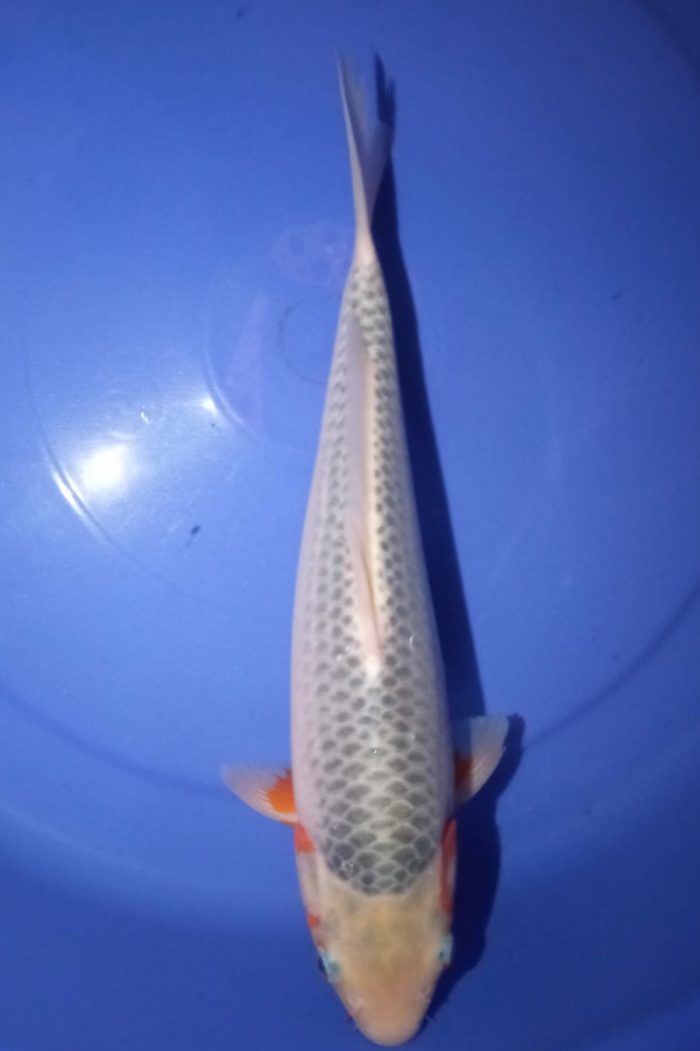Juara 5