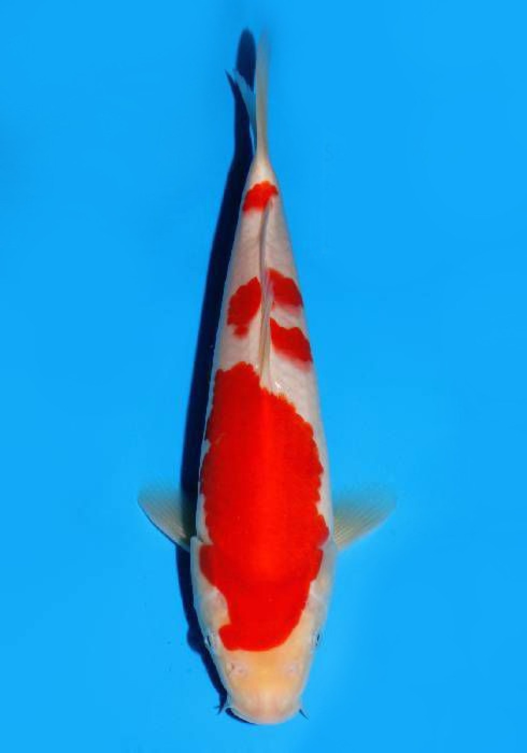 Juara 4