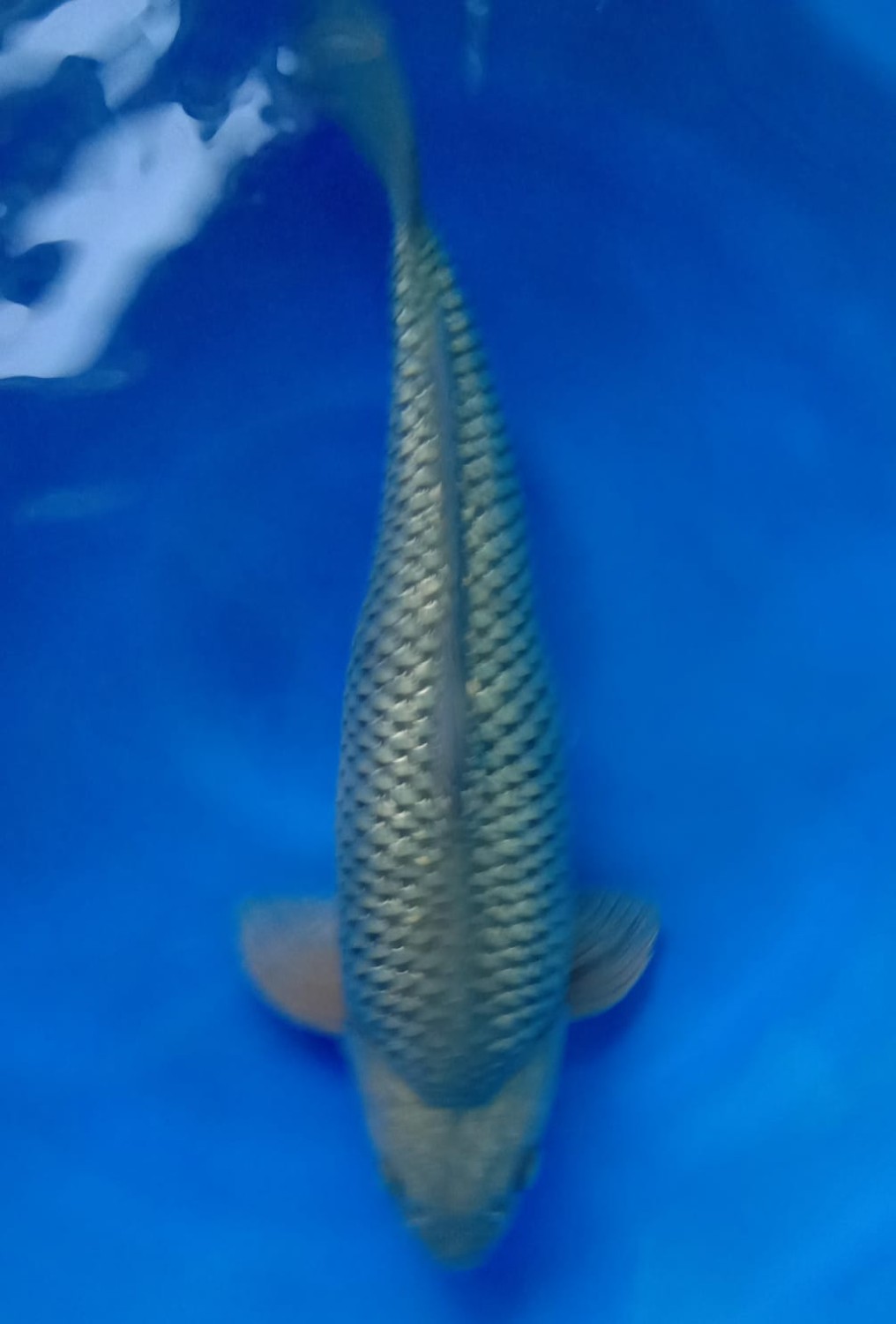 Juara 1