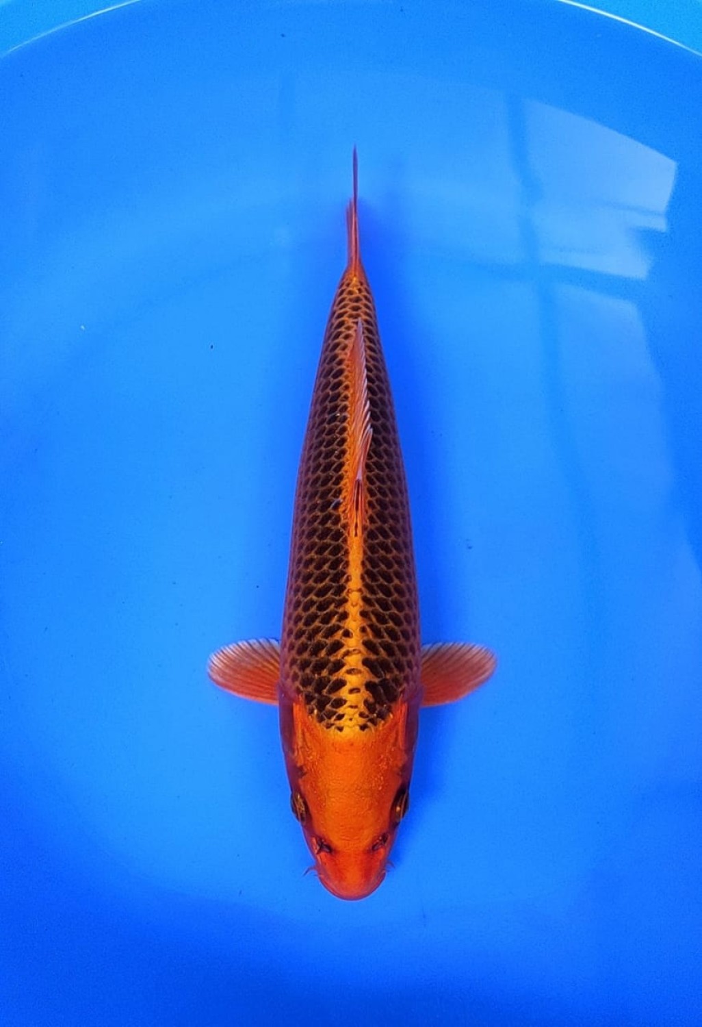 Juara 2