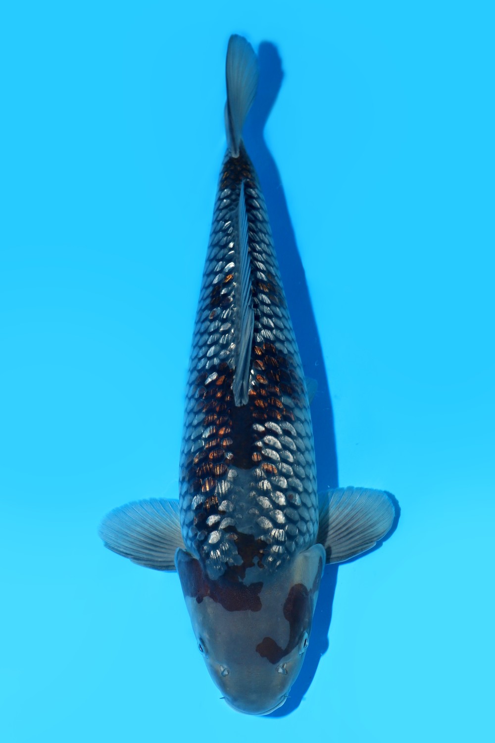 Juara 5