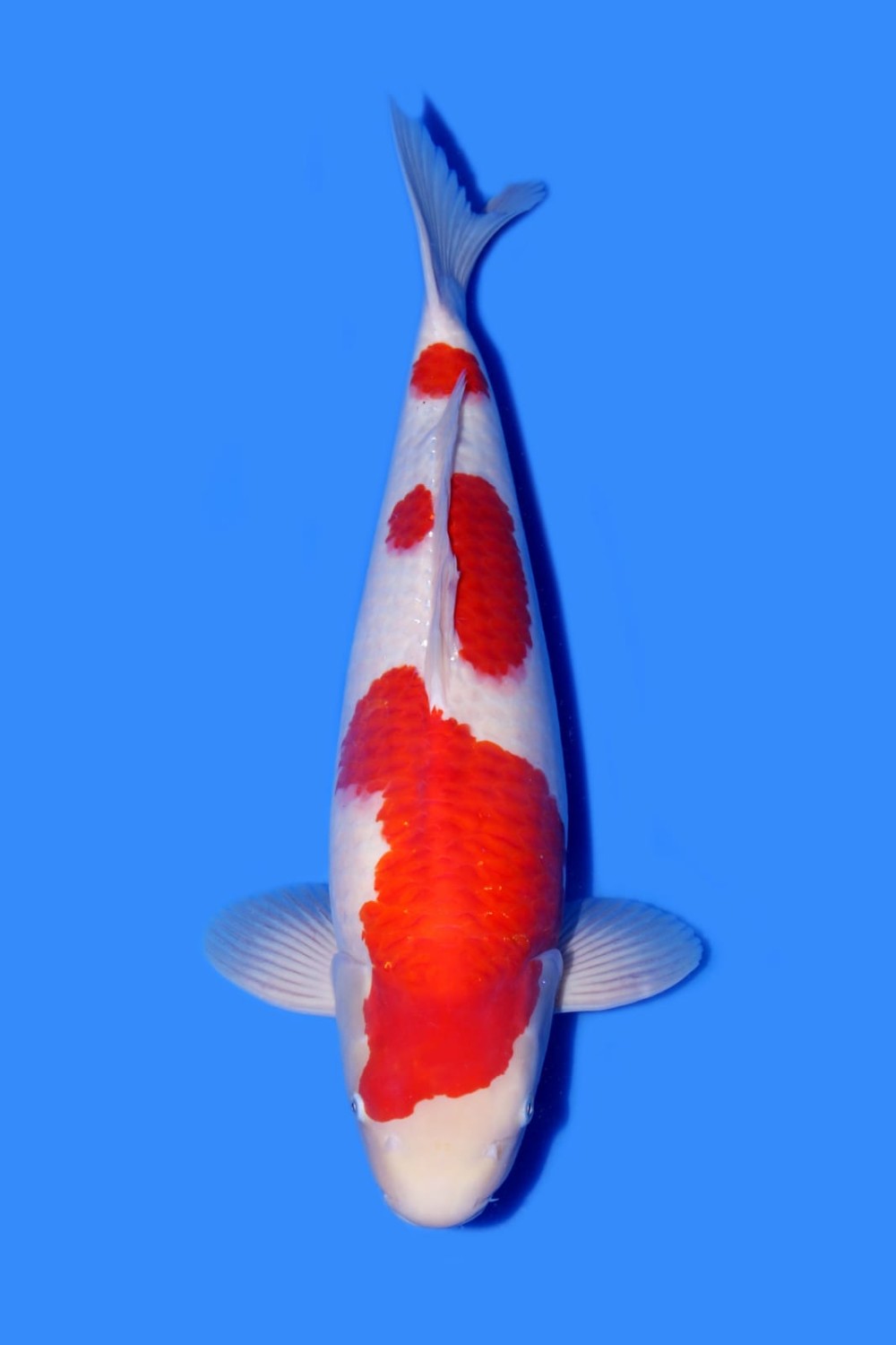 Juara 2
