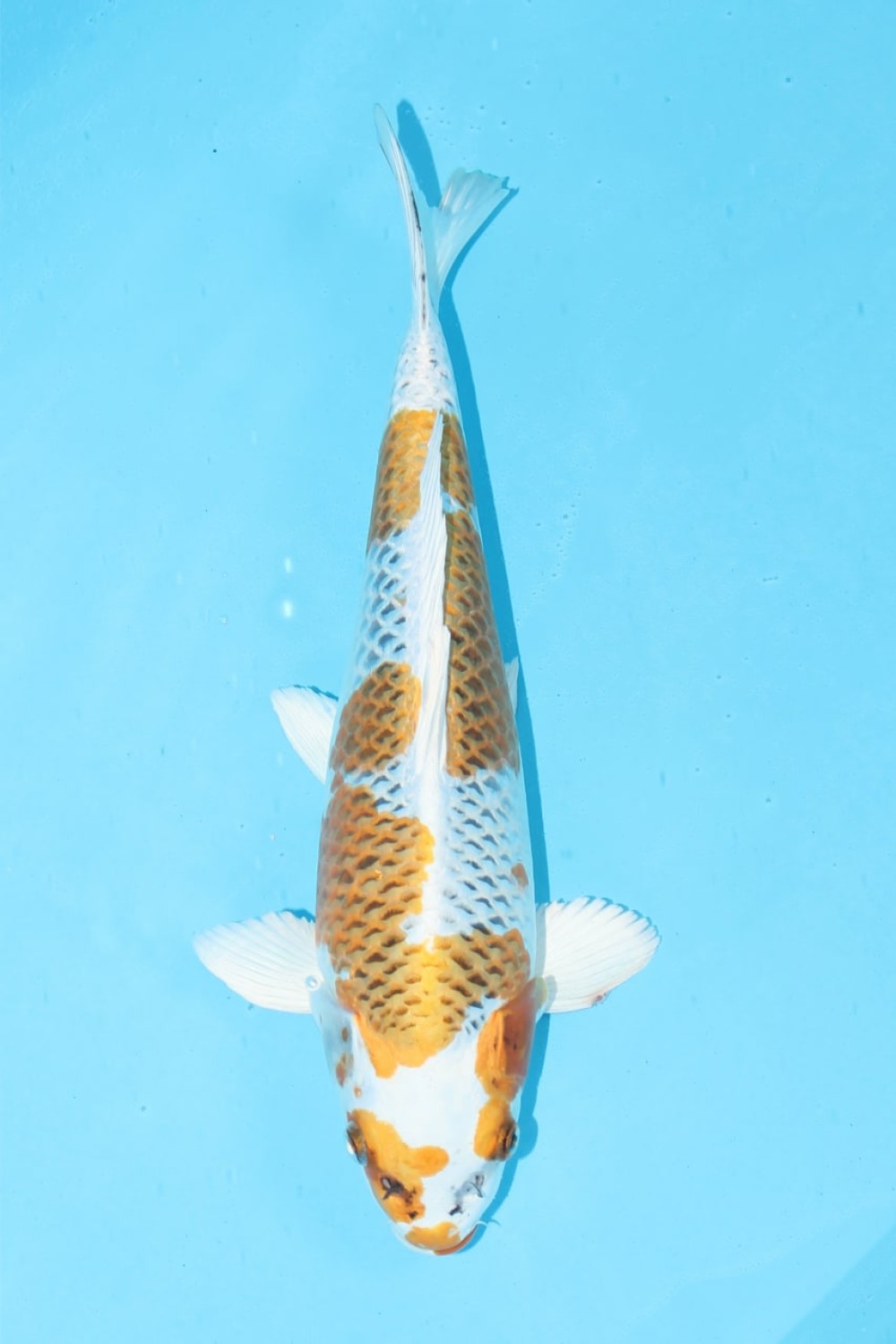 Juara 1