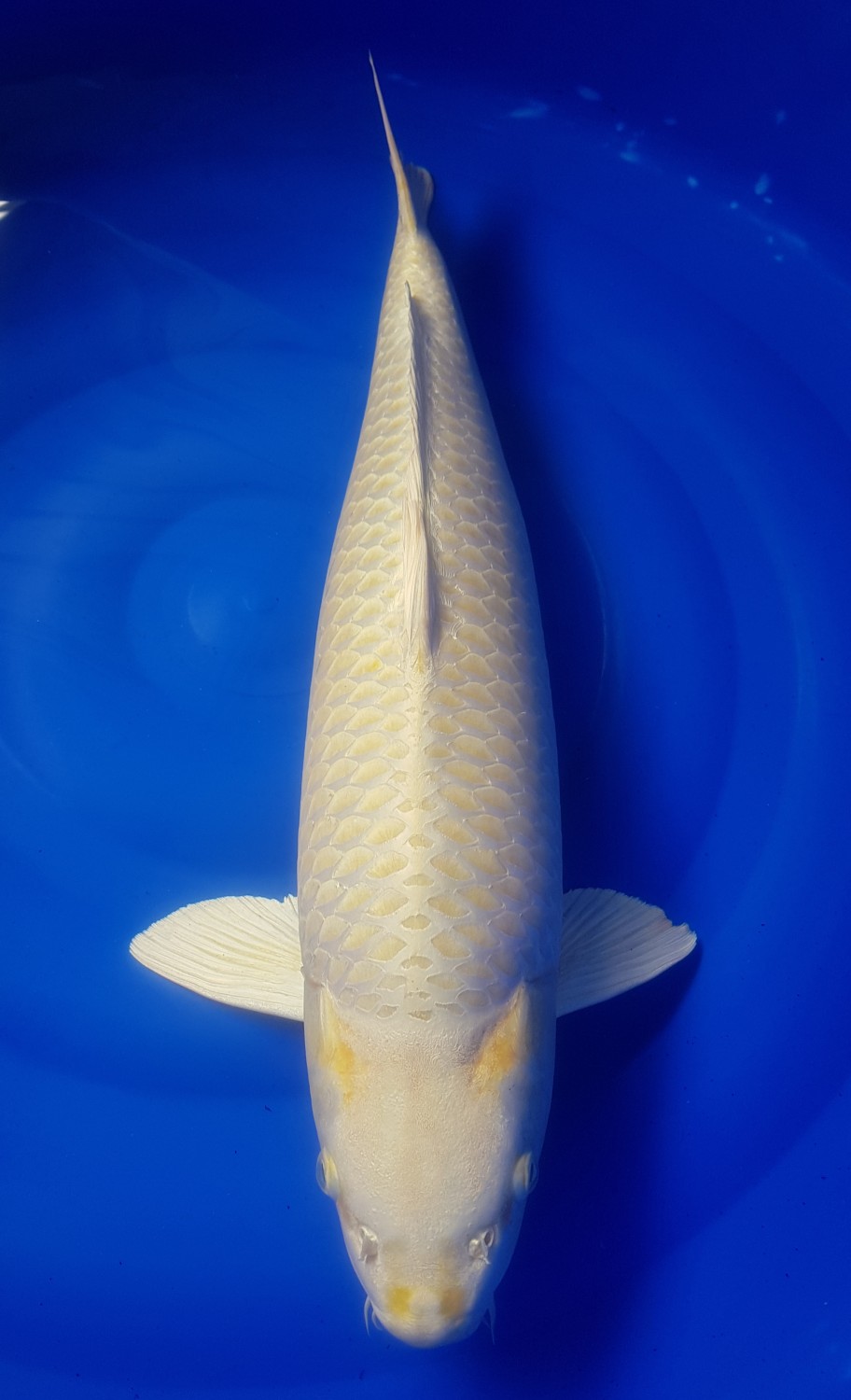 Juara 5