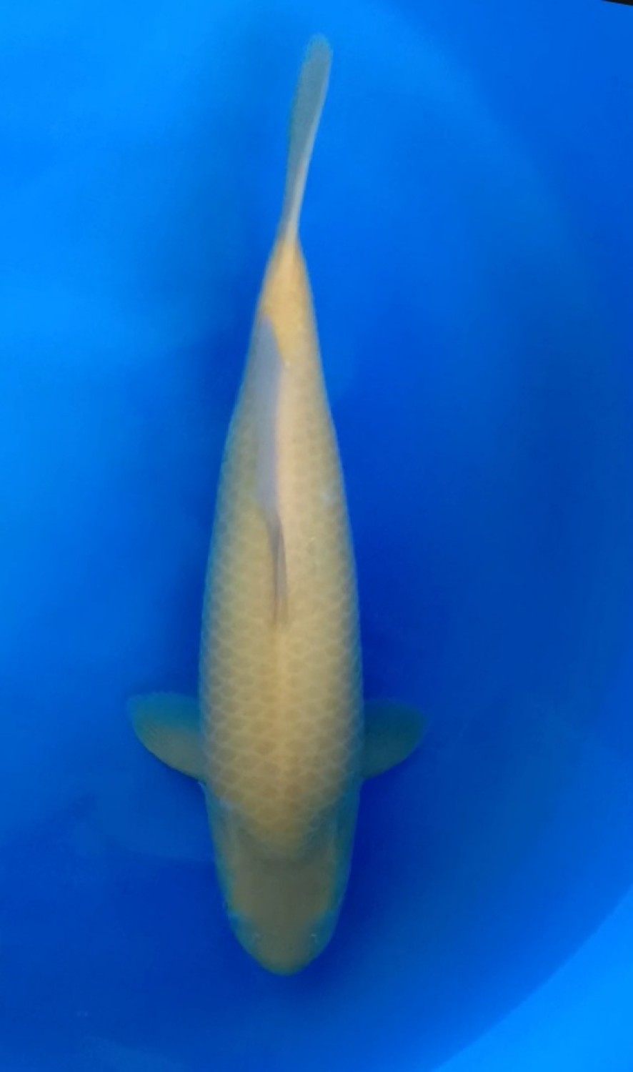 Juara 2