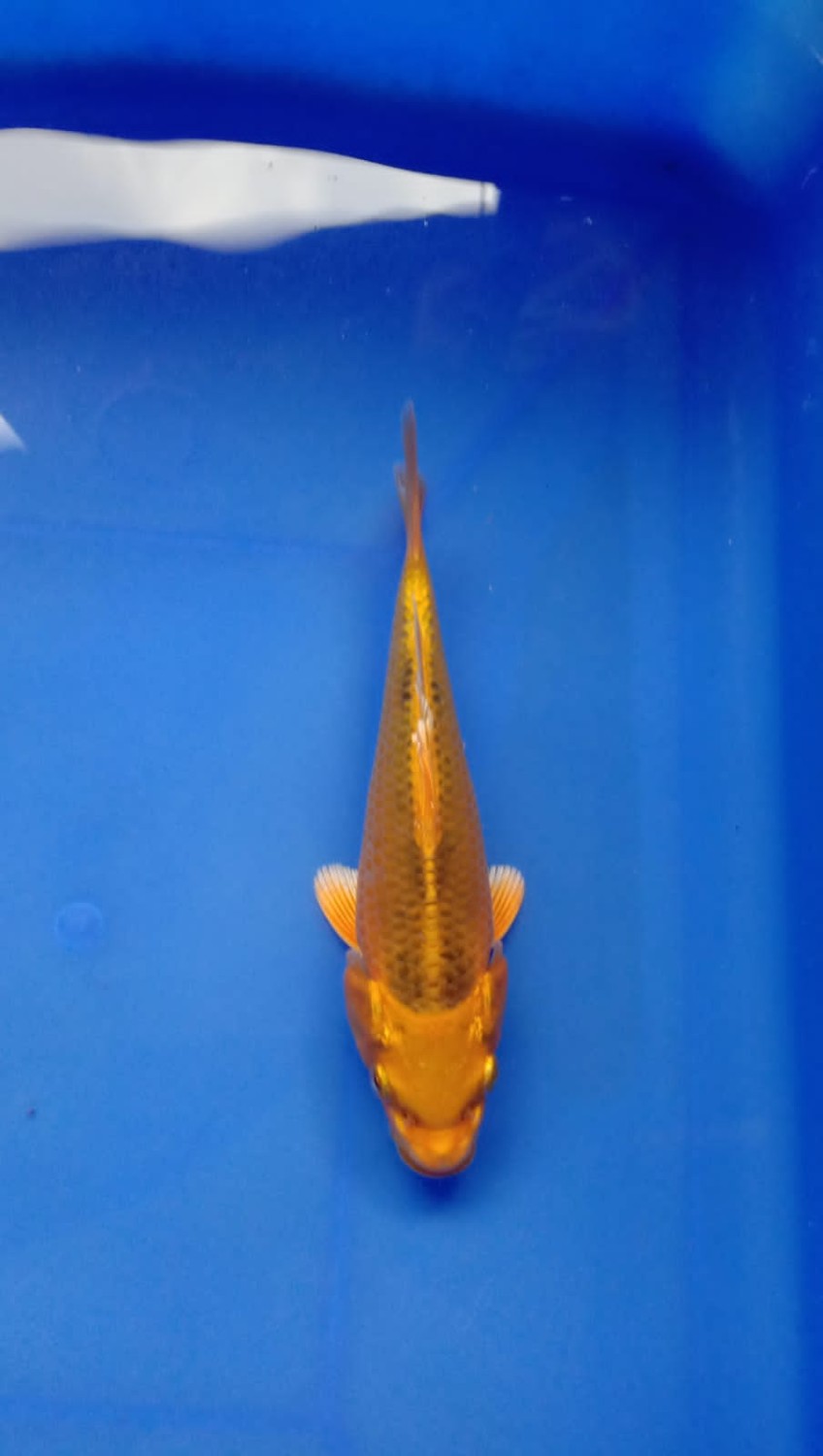 Juara 3