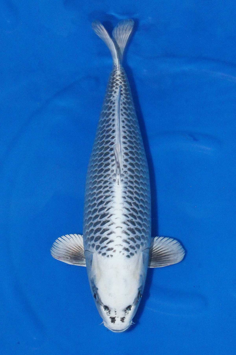 Juara 1