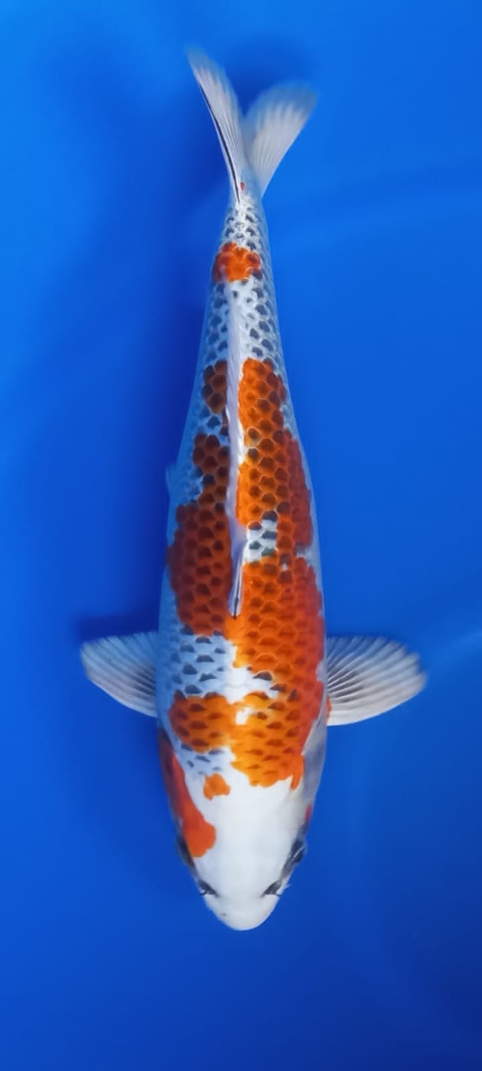 Juara 1