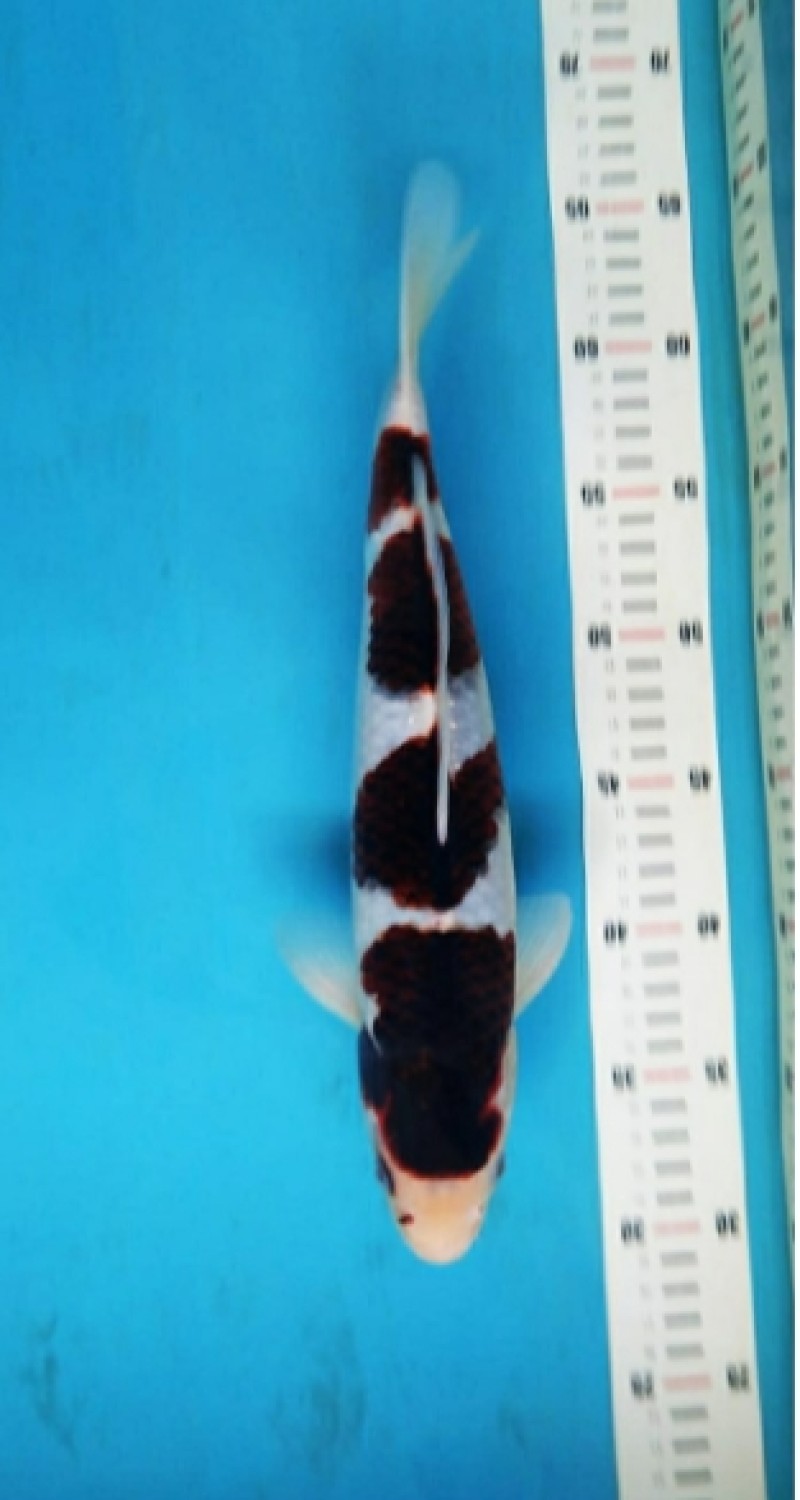 Juara 5