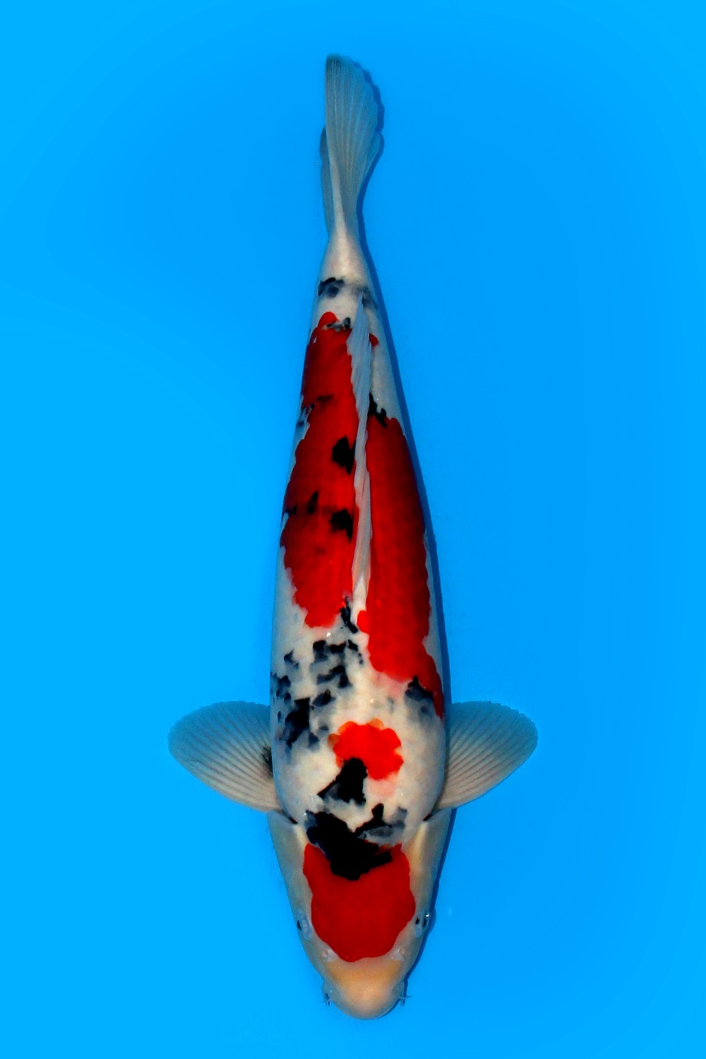 Juara 2