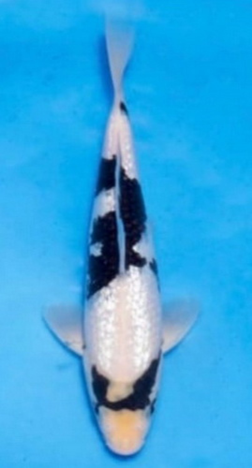 Juara 2