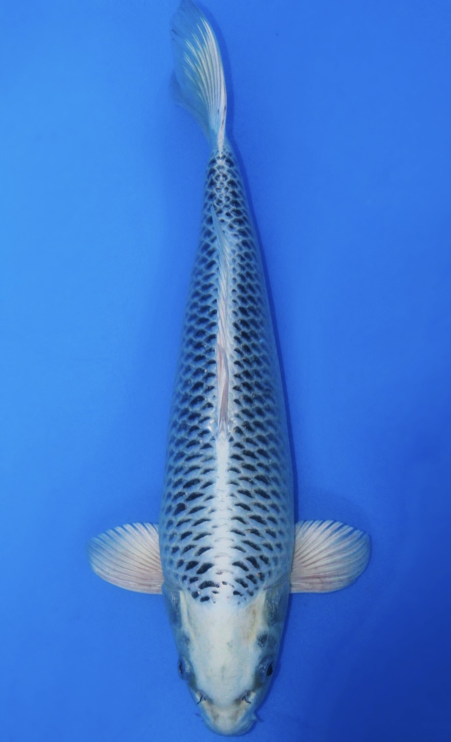 Juara 3