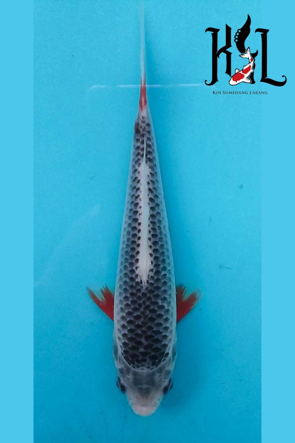 Juara 1