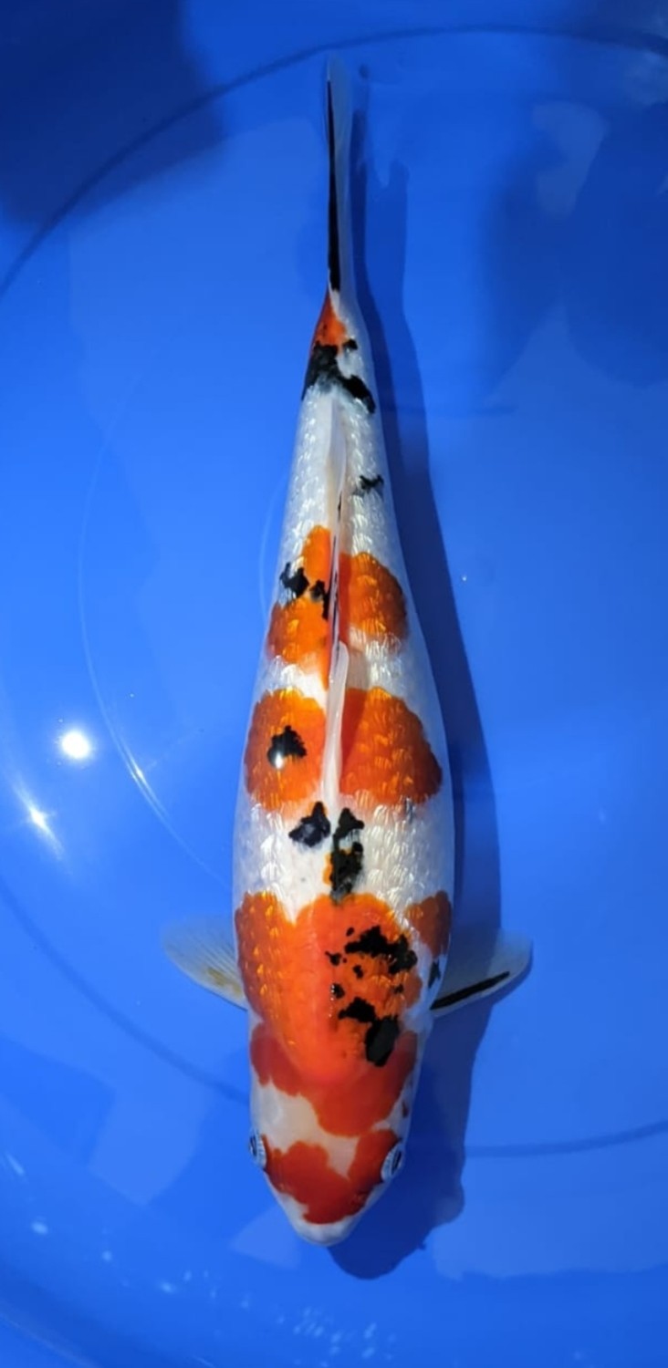 Juara 4