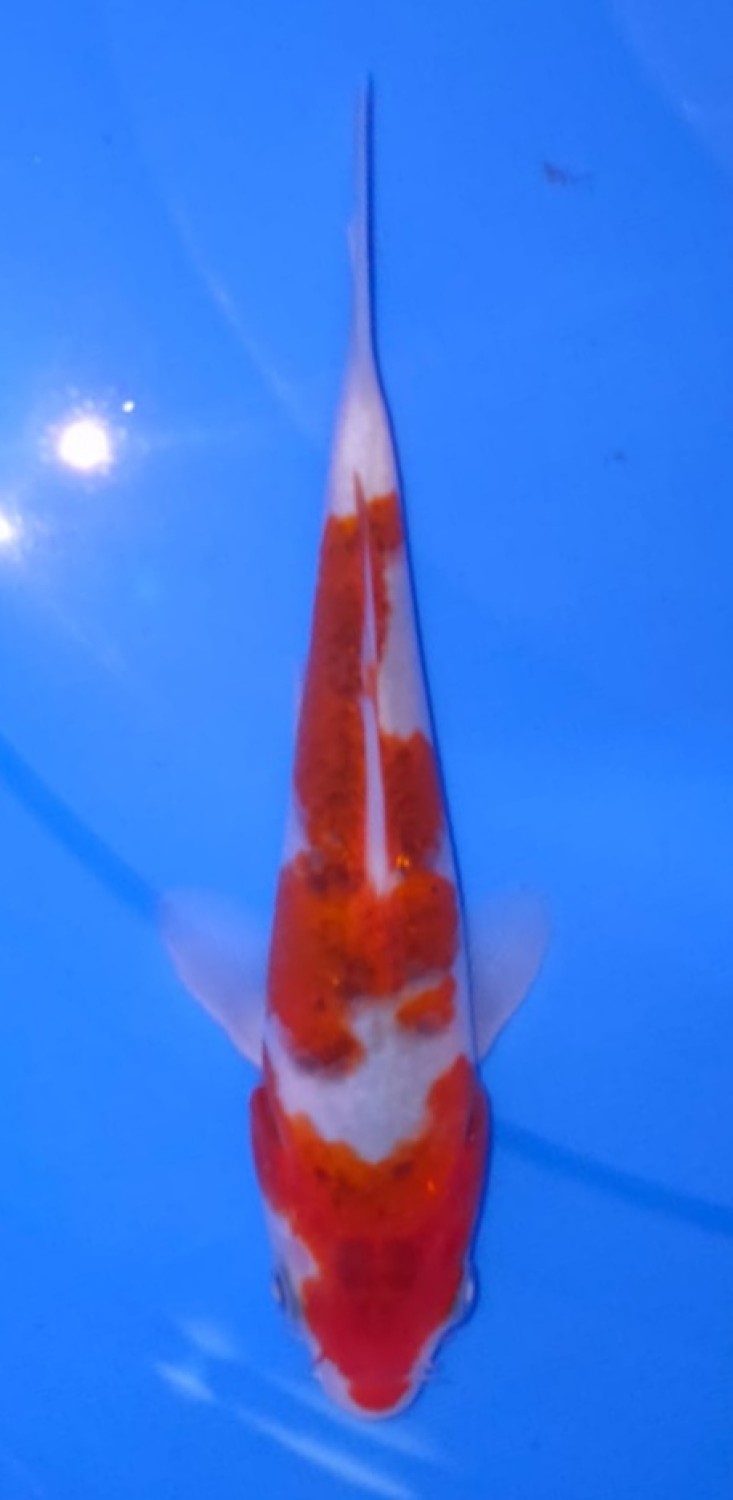 Juara 5