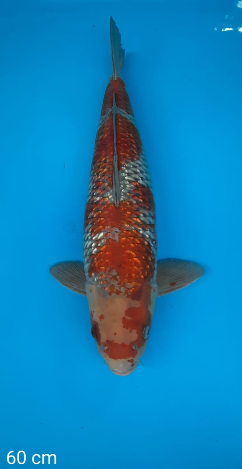 Juara 5