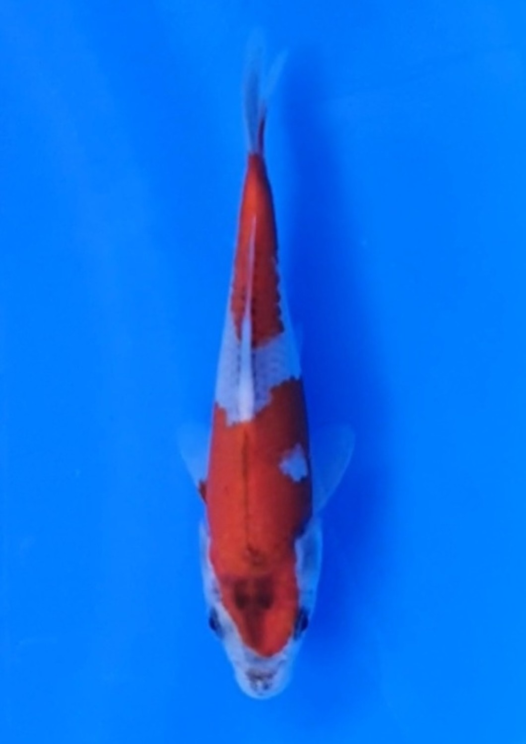 Juara 4