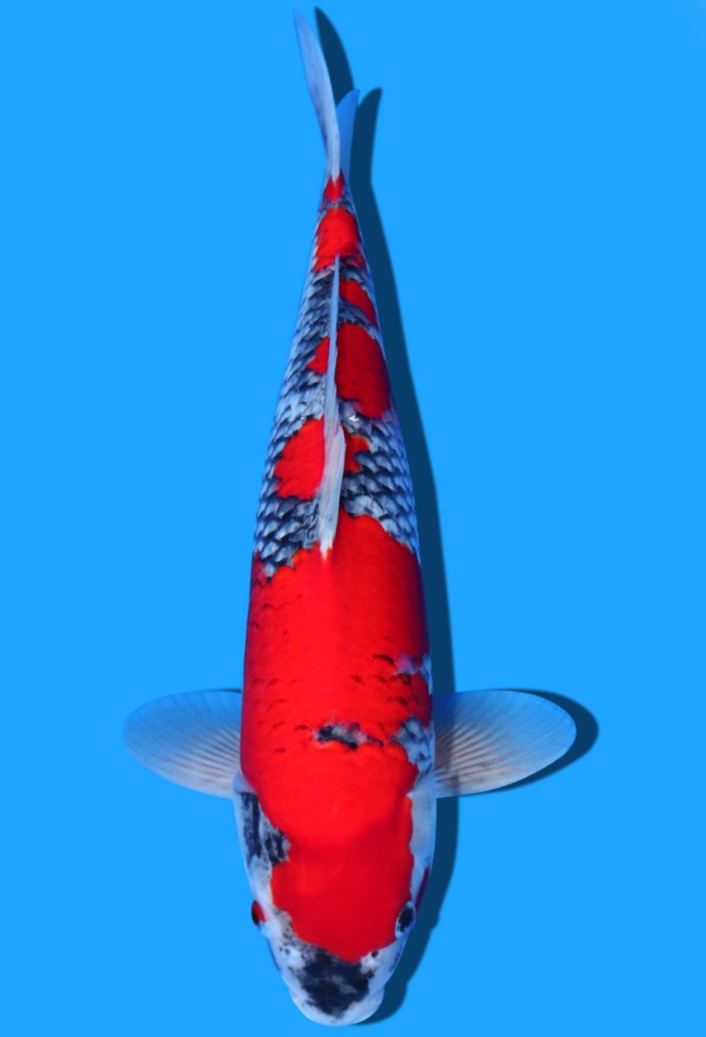 Juara 2