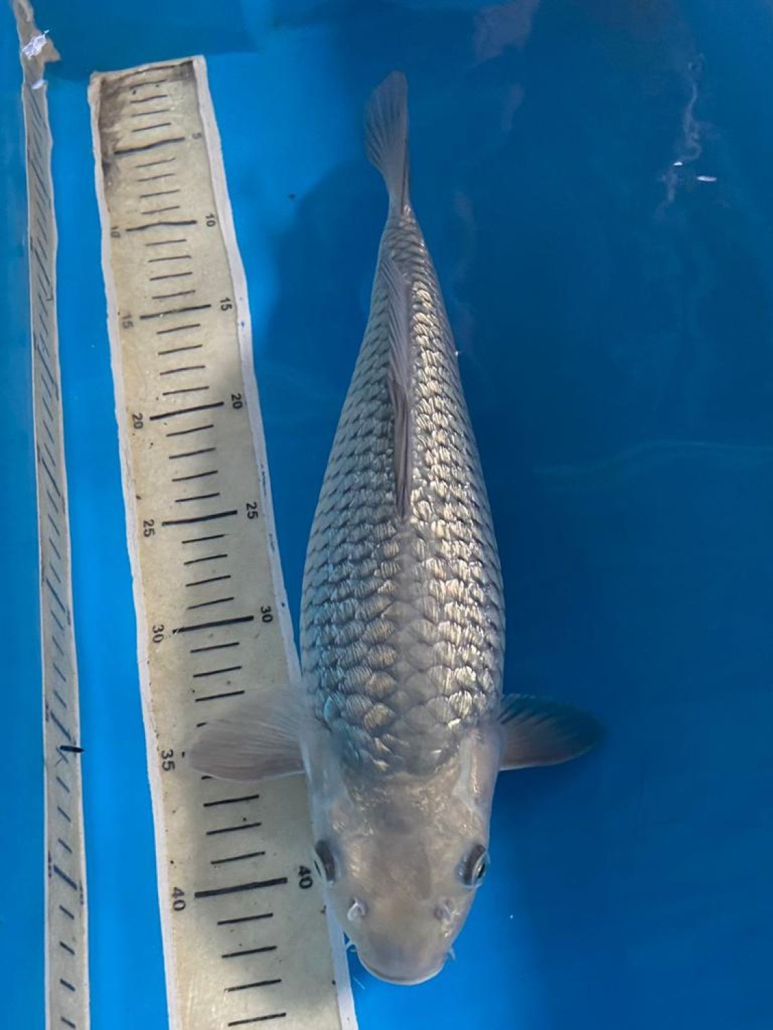 Juara 1