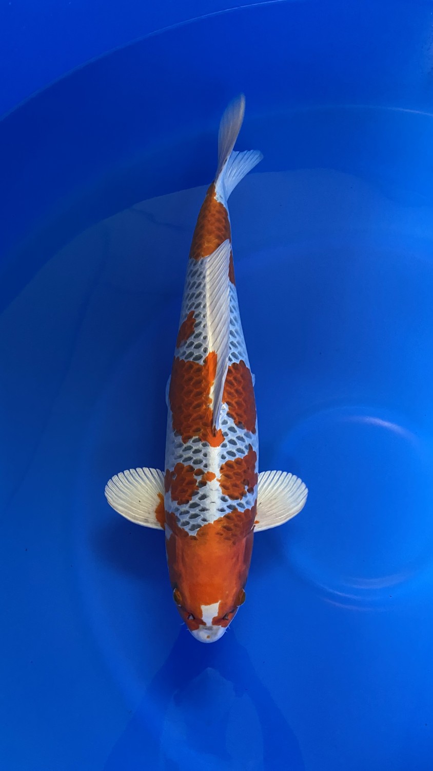 Juara 2