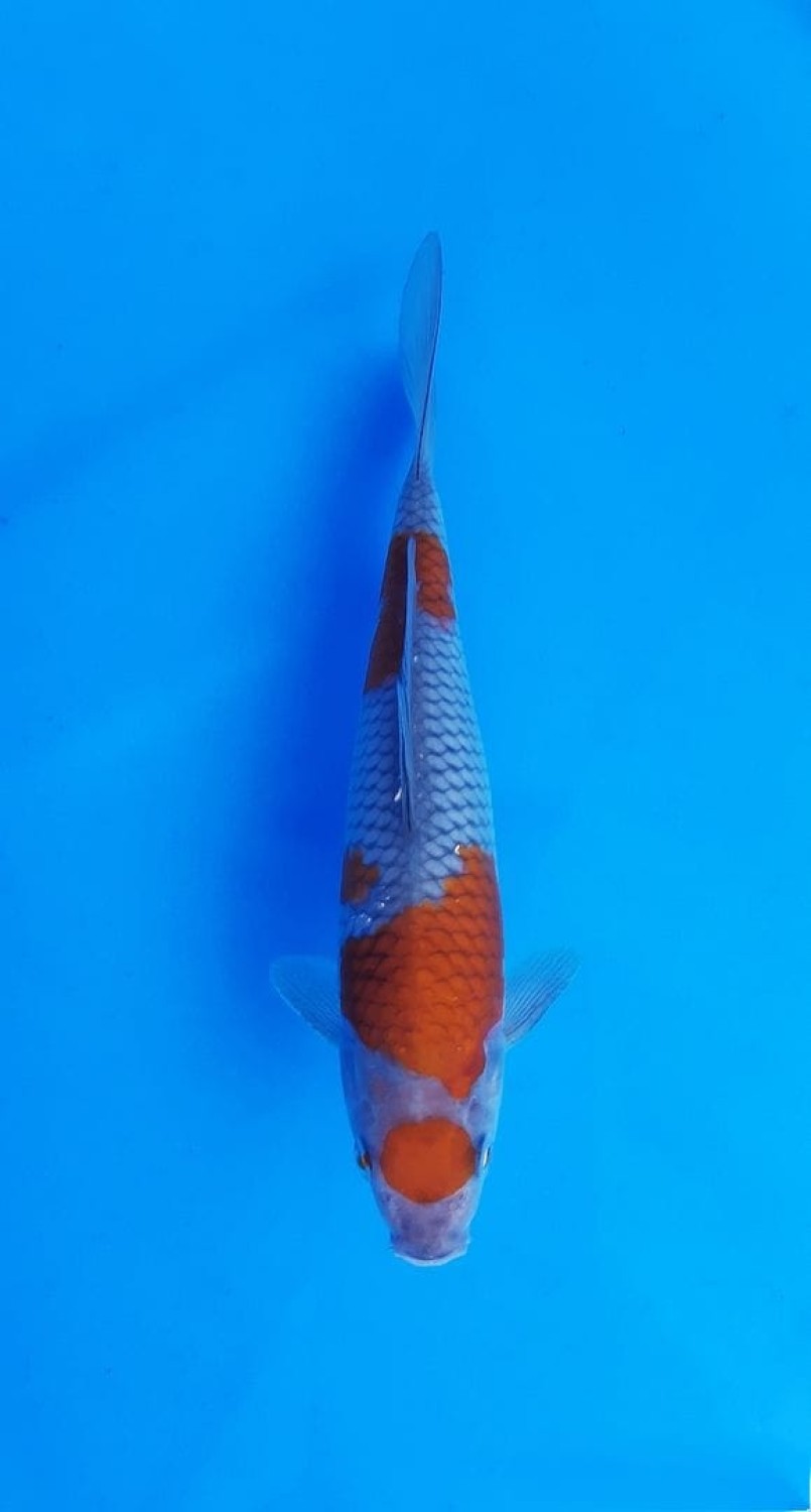 Juara 2