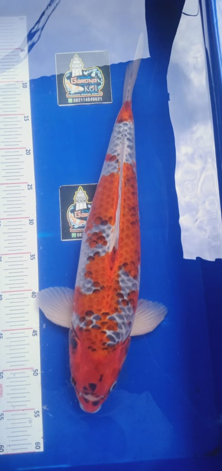Juara 4
