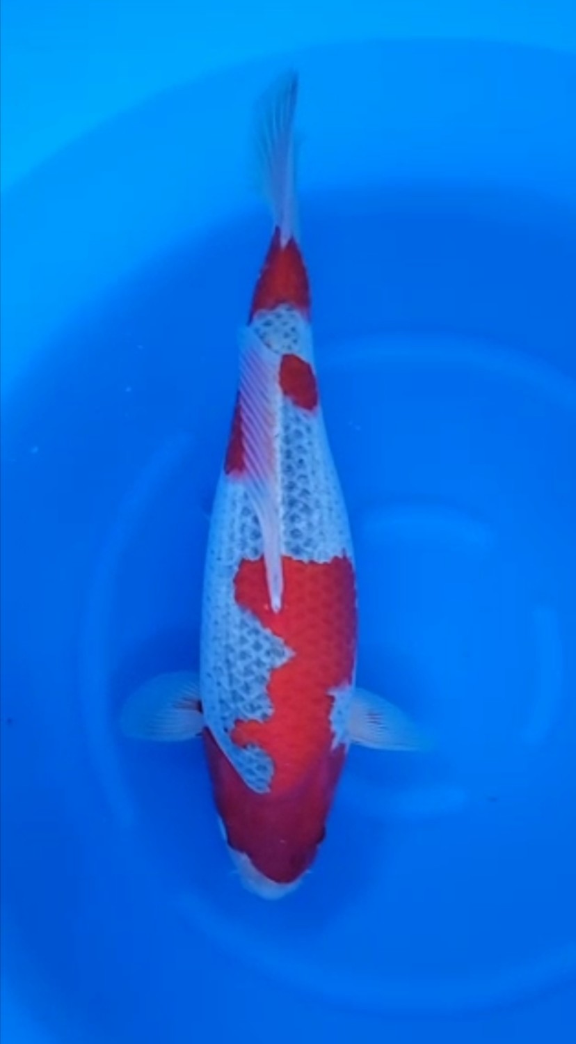 Juara 2