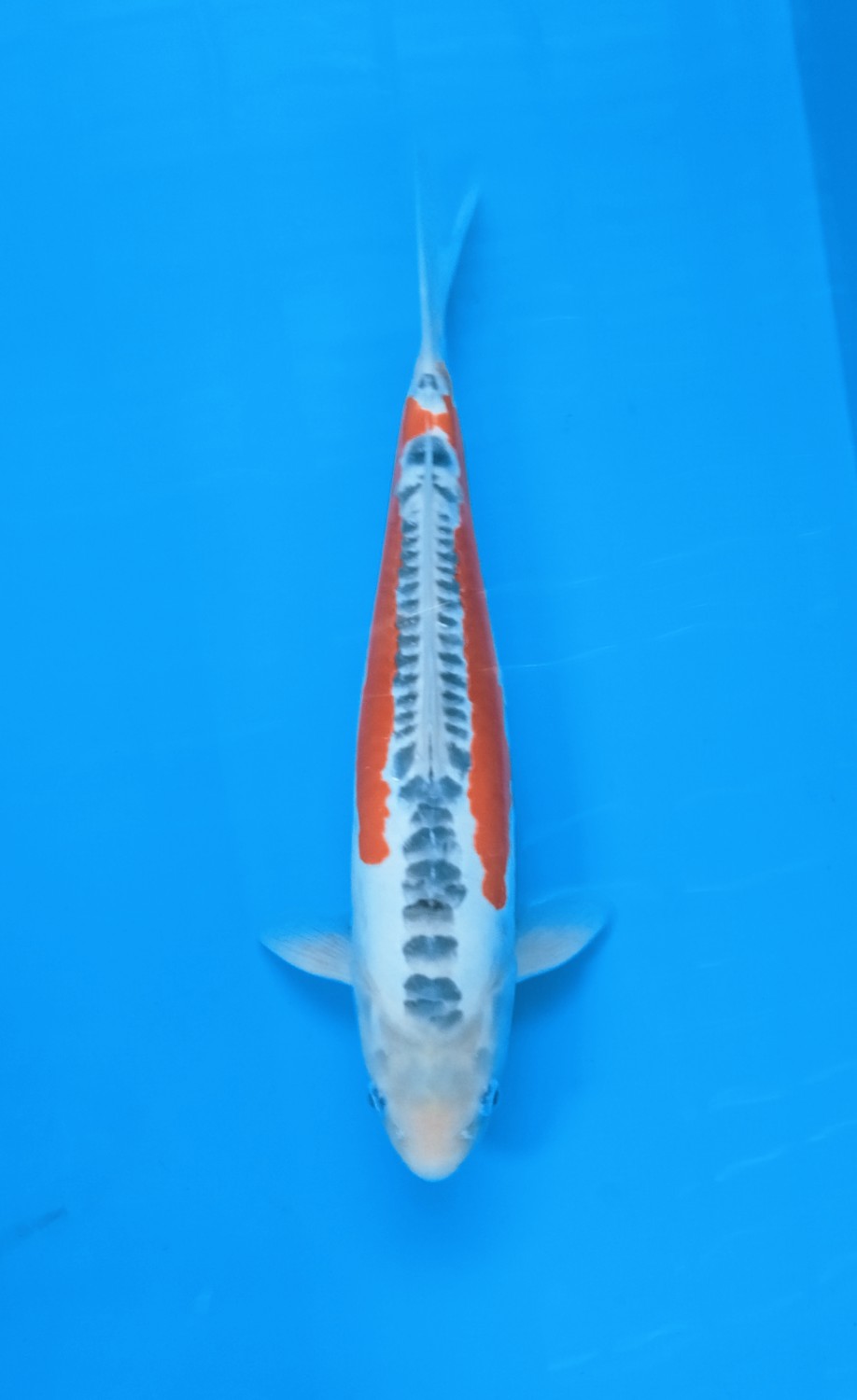 Juara 1
