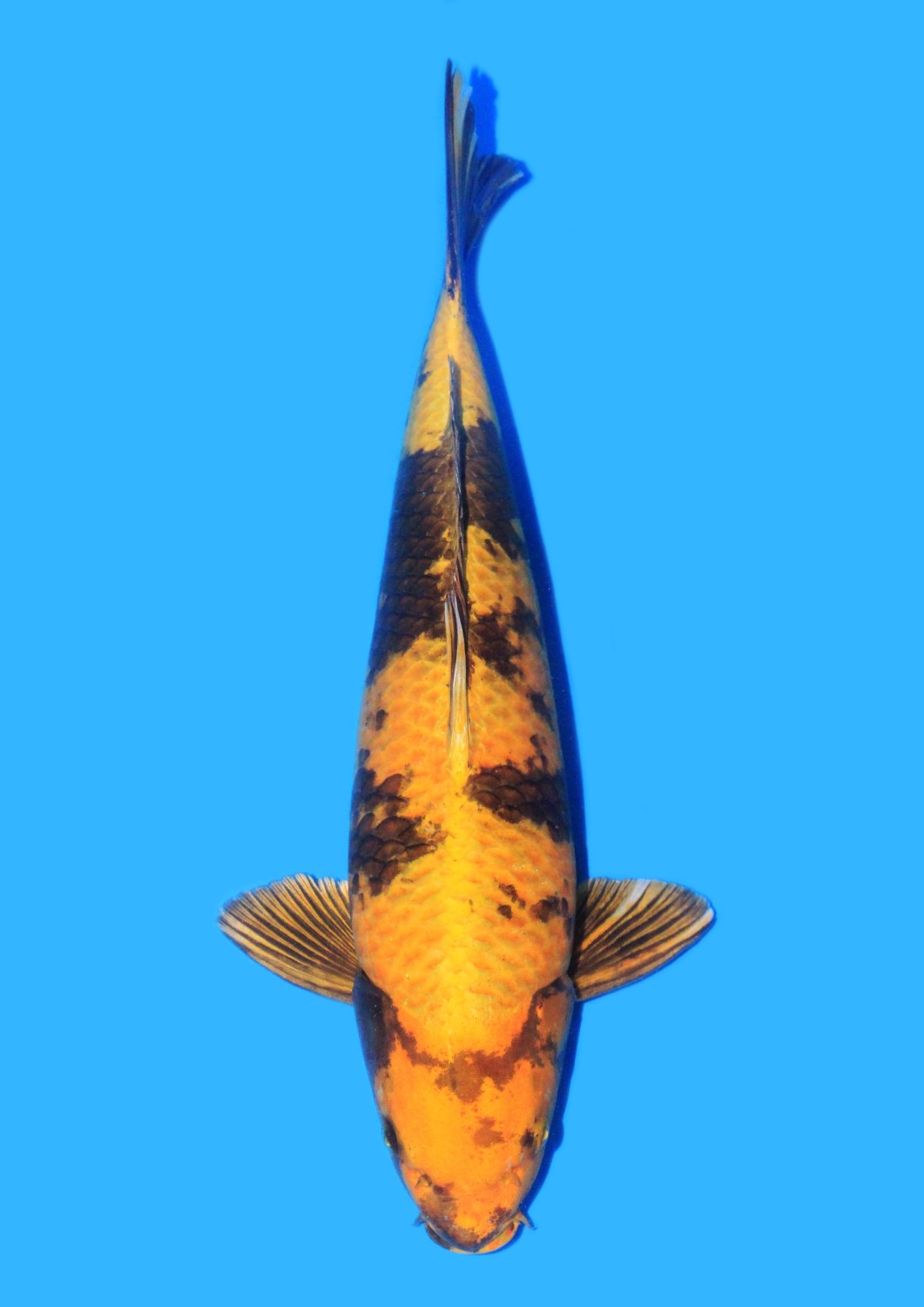 Juara 2