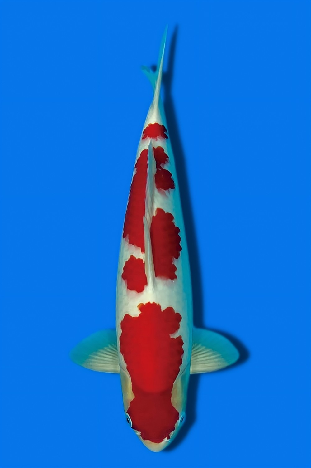 Juara 3