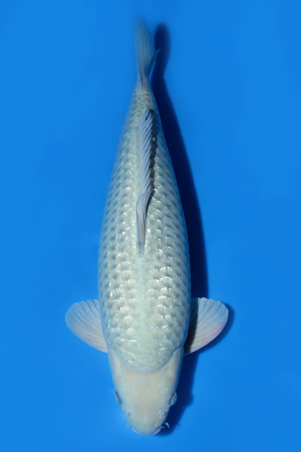 Juara 1