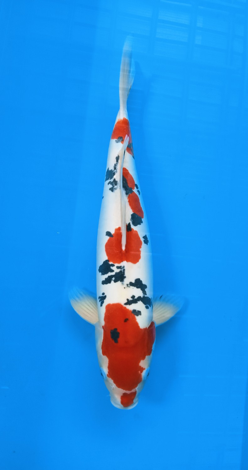 Juara 5
