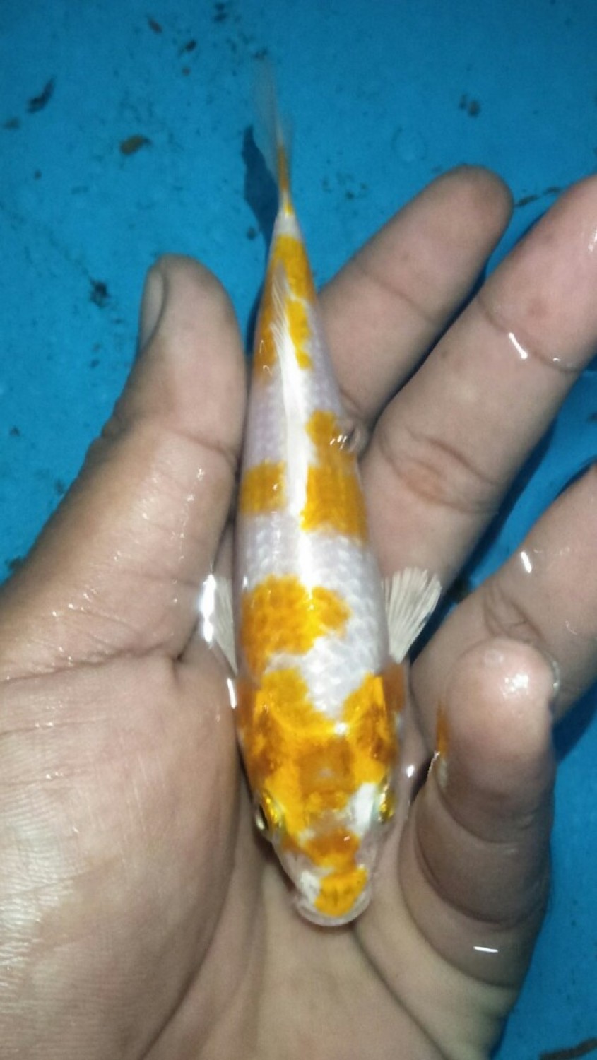 Juara 3