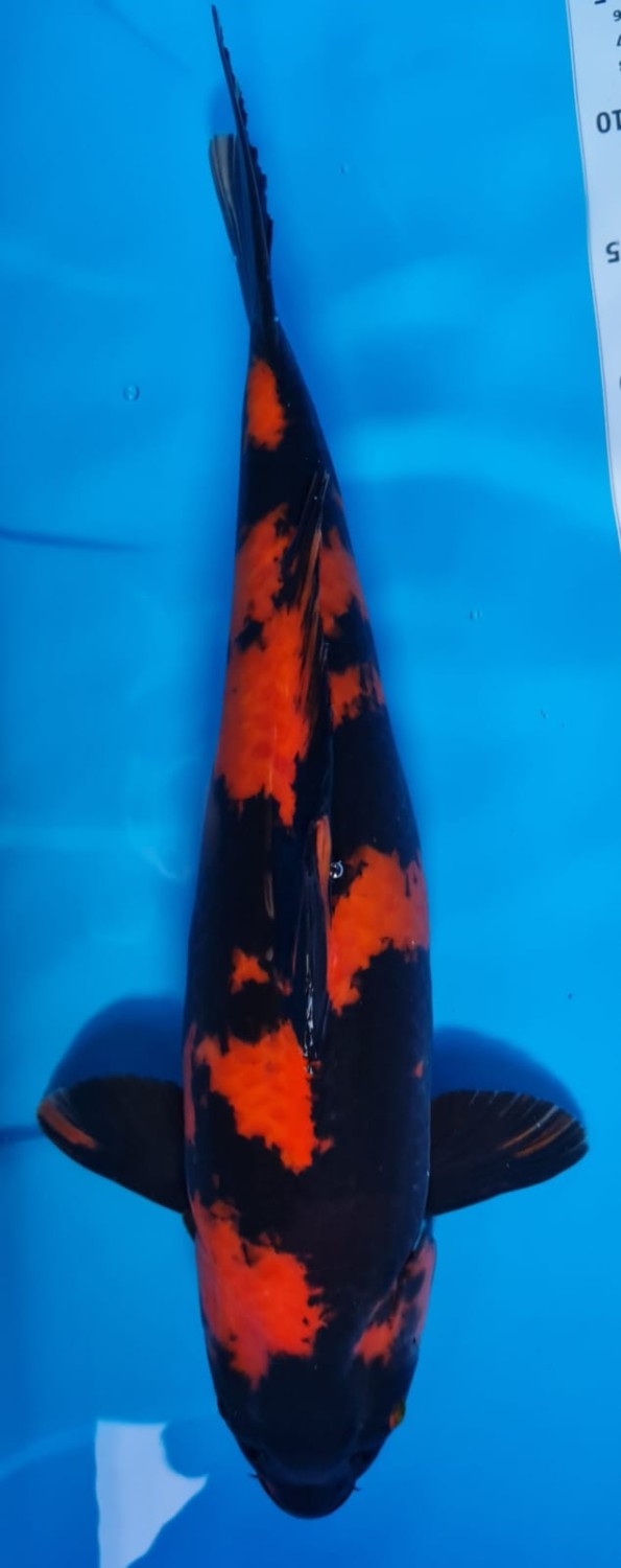 Juara 1