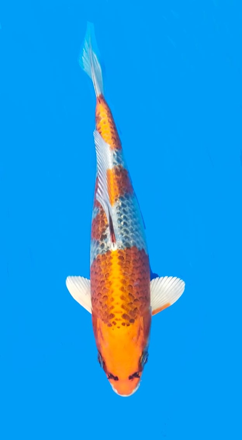 Juara 5