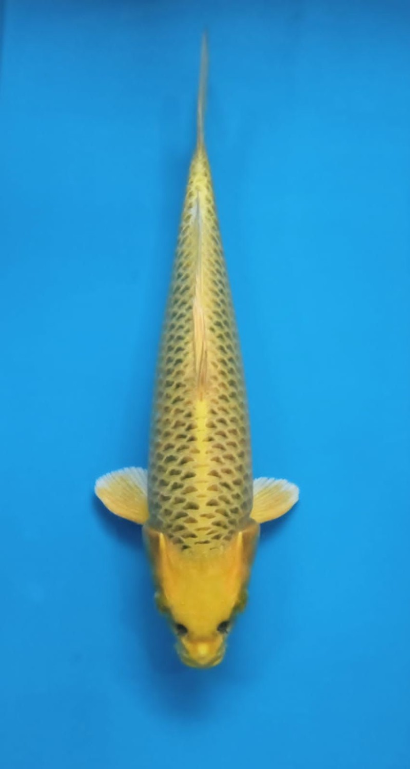 Juara 1