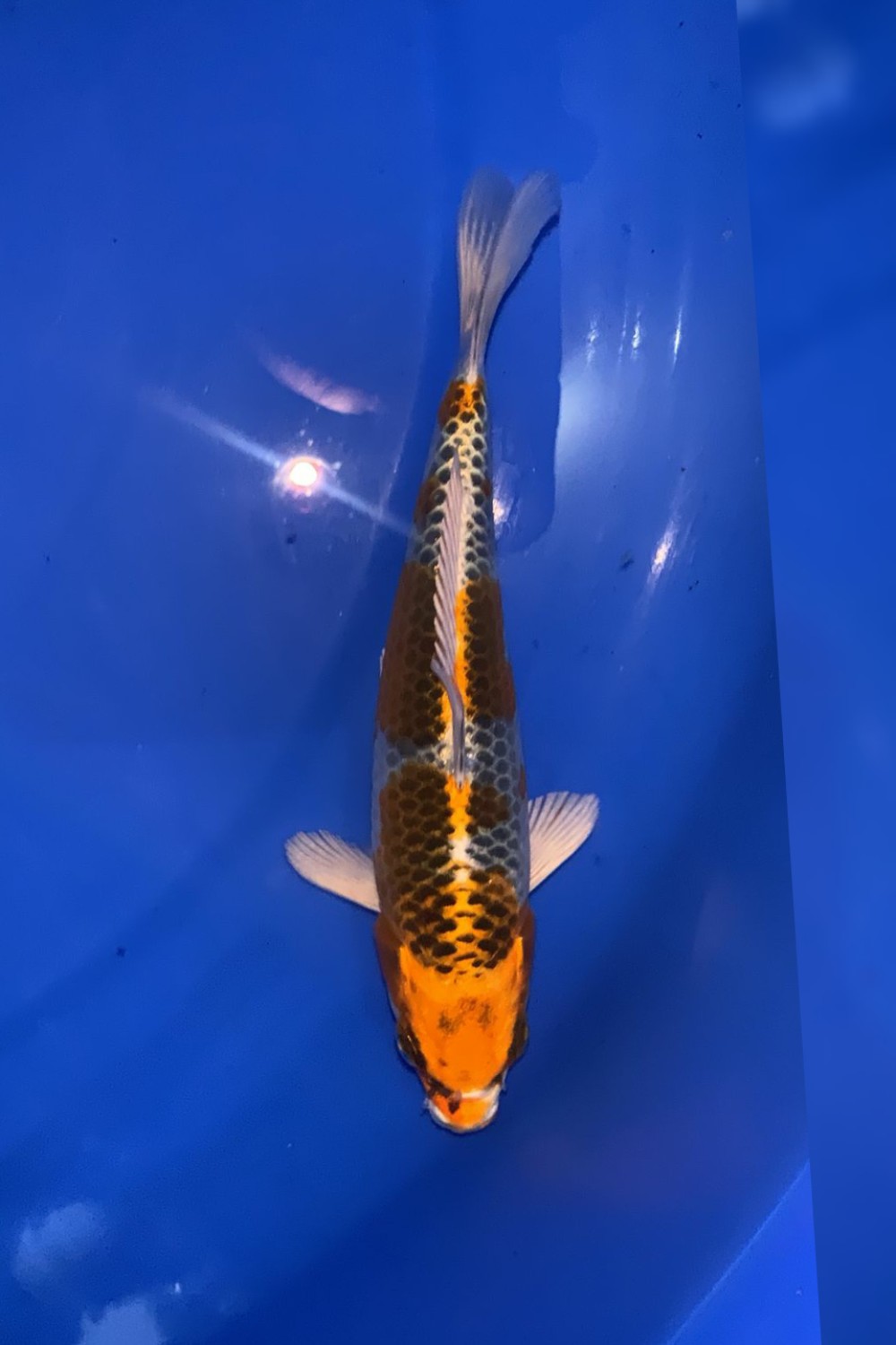 Juara 5