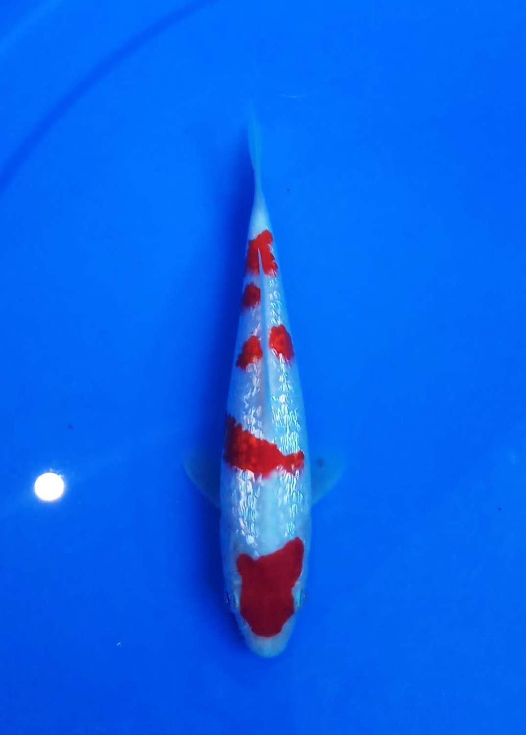 Best In Size B 13-15 Cm