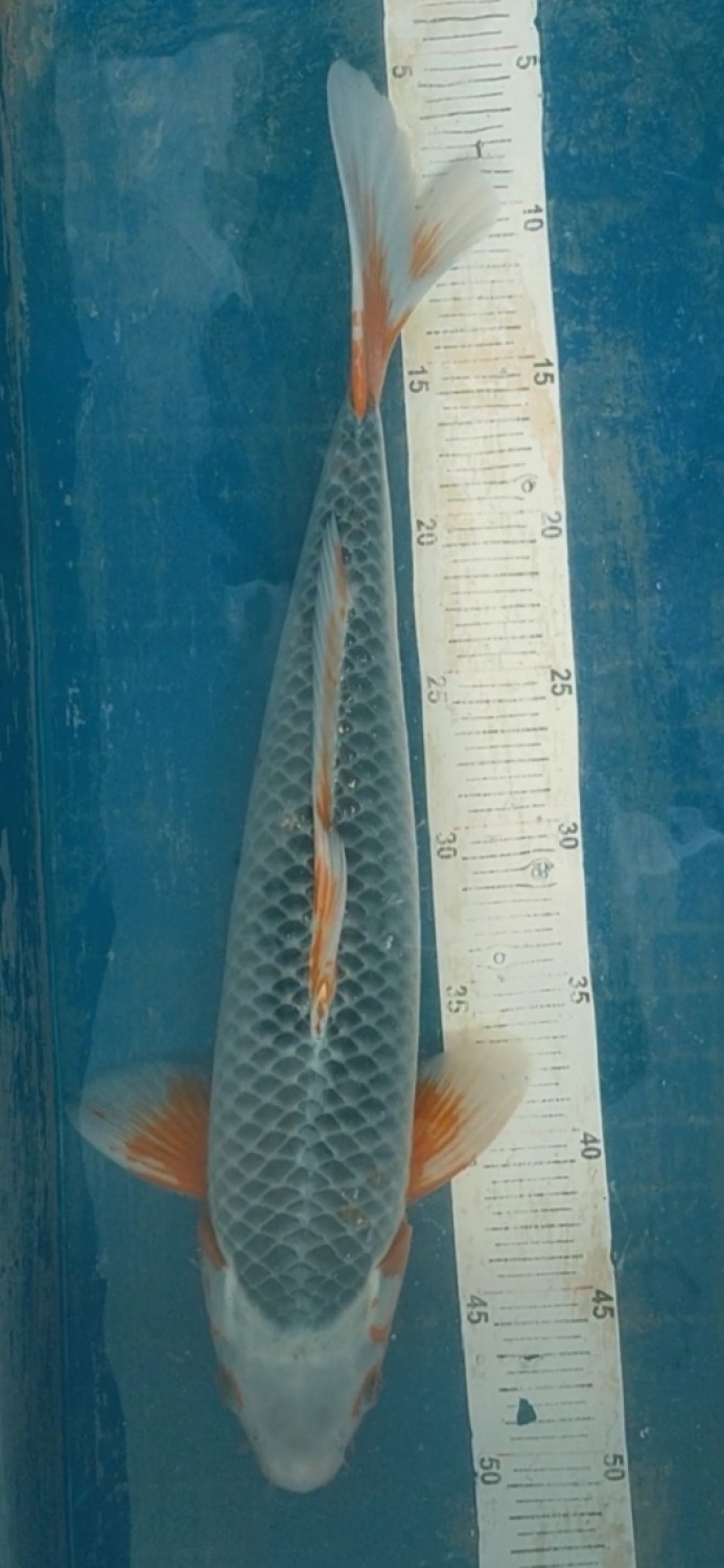 Juara 5