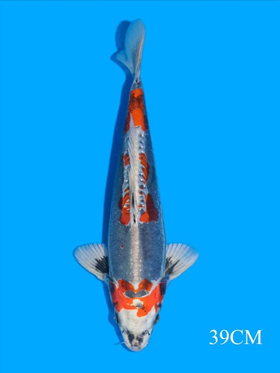 Juara 1