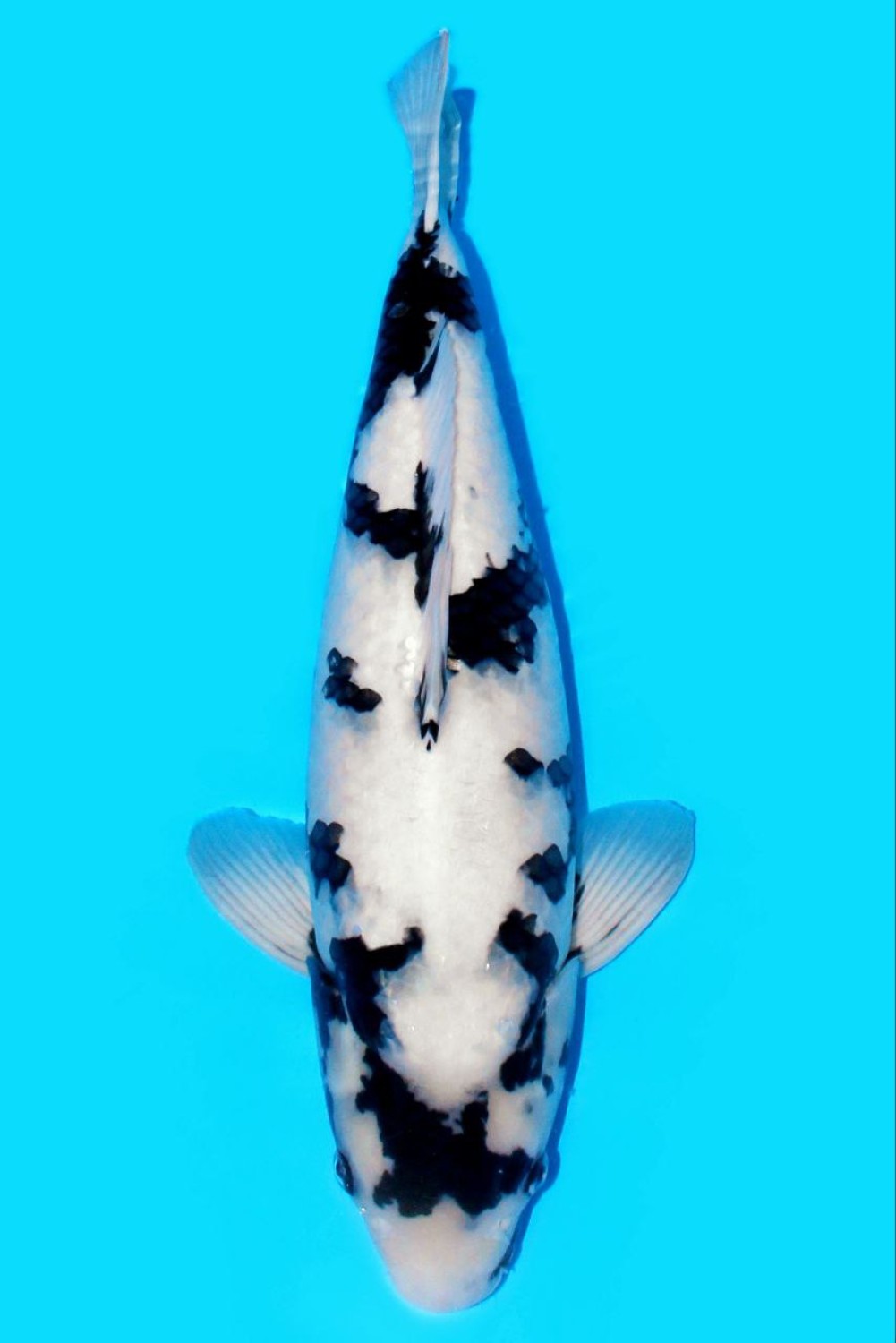 Juara 3