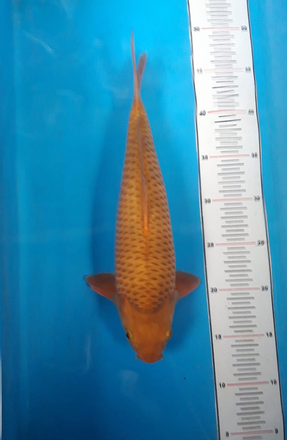 Juara 1