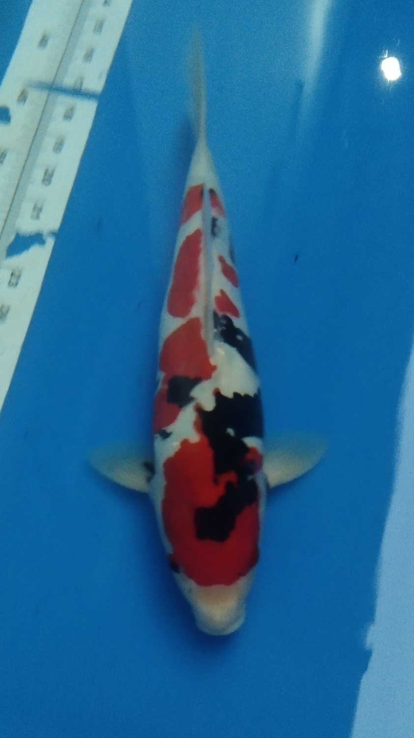 Juara 3