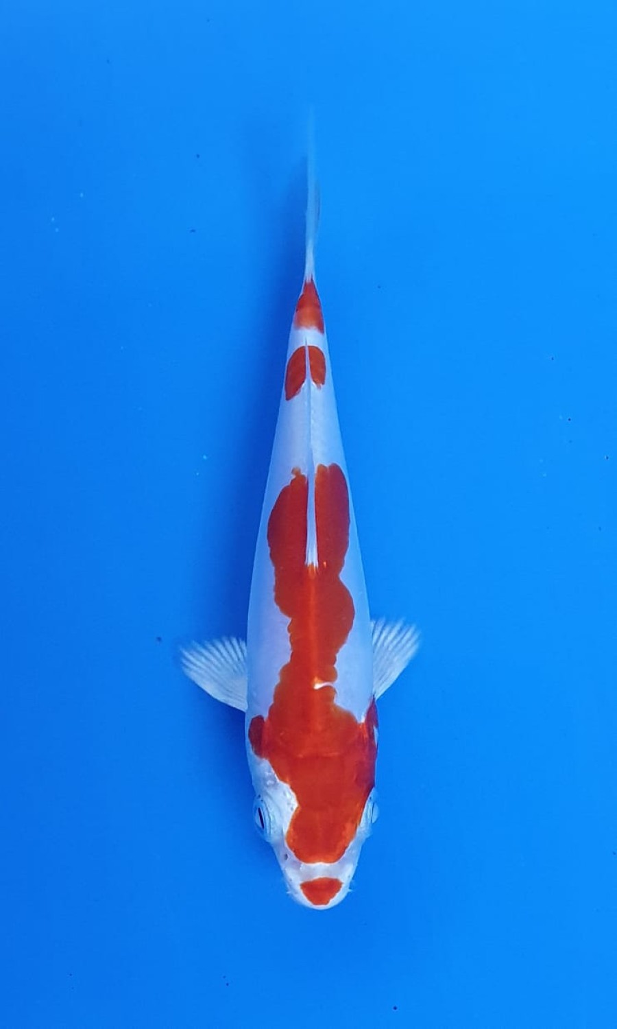Juara 2